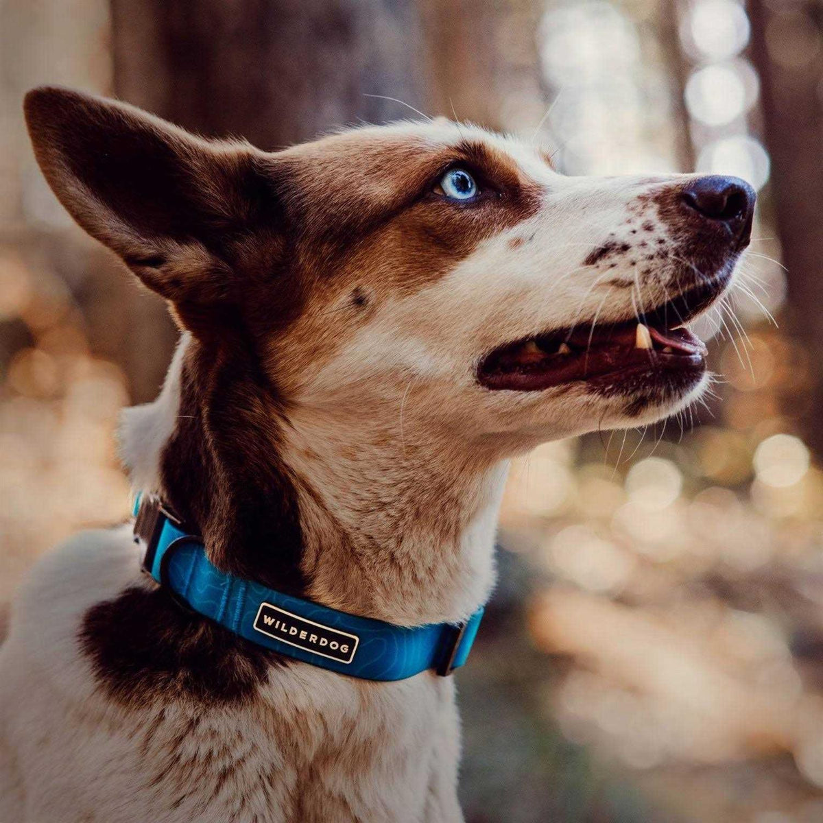 Waterproof Collar K91622