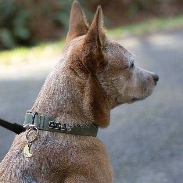 Waterproof Collar K91622