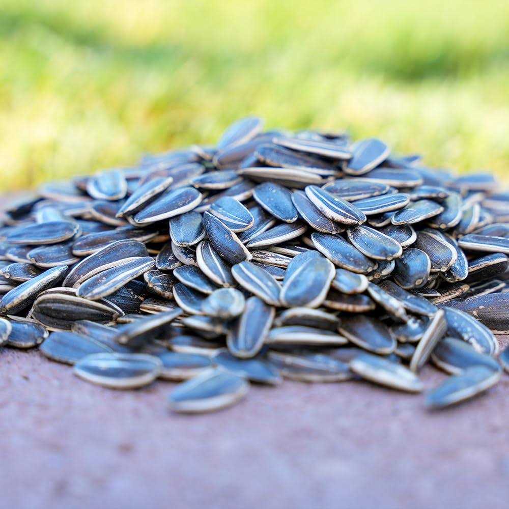 Striped Sunflower Seeds M79615