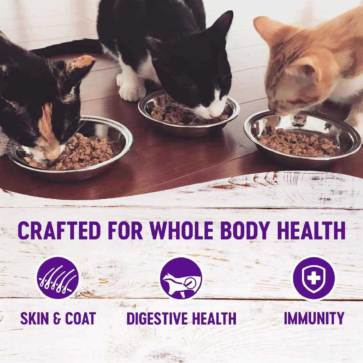 Seafood Pate Cat Food Variety Pack S20709